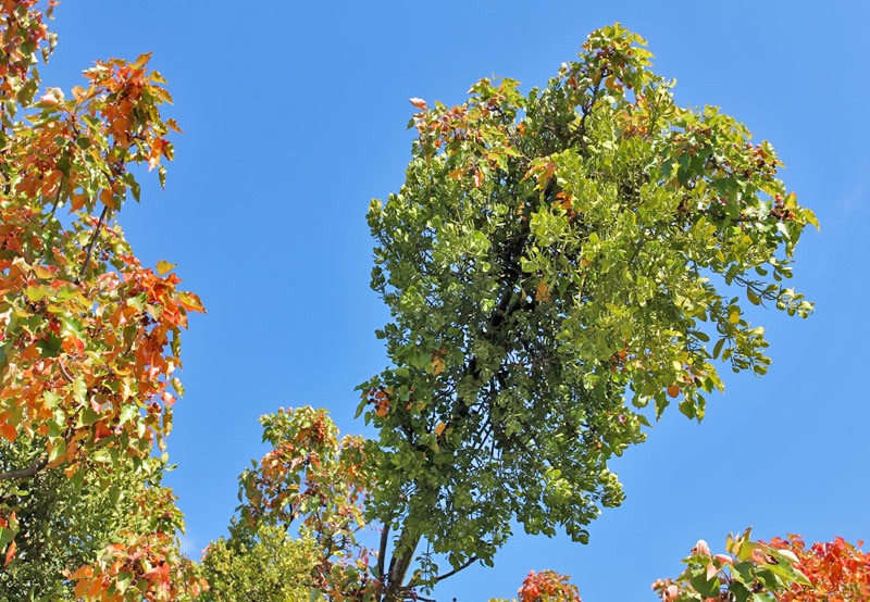 [101122_mistletoe_in_aristocrat_pear12[6].jpg]