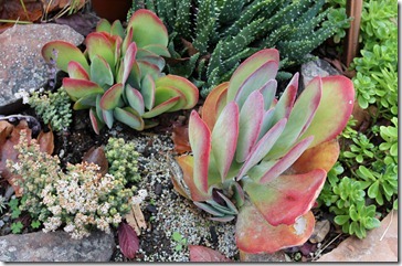 101122_Kalanchoe-thyrsiflora03