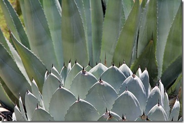 Agaves_RBG2 Agaves_RBG2