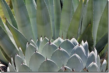 Agaves_RBG2