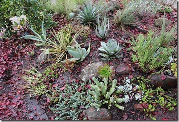 101218_driveway-succulent-bed-after