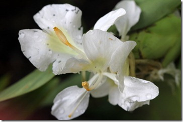 A few stalwarts still blooming