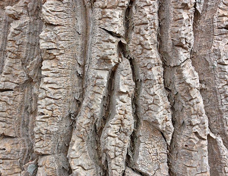 [bark_tree_aloe[2].jpg]