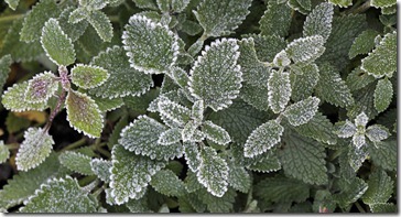 101216_catmint_with_frost