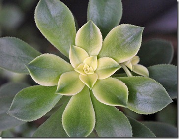 110103_Aeonium-haworthi-Kiwi 110103_Aeonium-haworthi-Kiwi