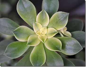 110103_Aeonium-haworthi-Kiwi