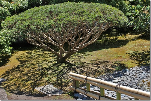 100726_Portland_Japanese_Garden_Strolling_Garden_Weeping_Cherry_01