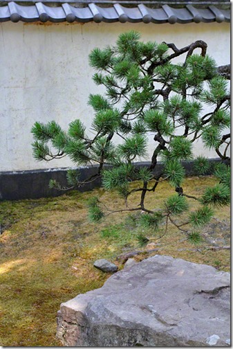 100726_Portland_Japanese_Garden_Strolling_Garden_Weeping_Cherry_02