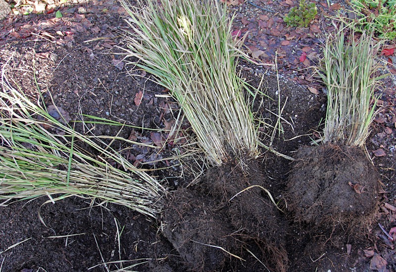 [110109_divided_fountain_grass_not_in_pot[2].jpg]
