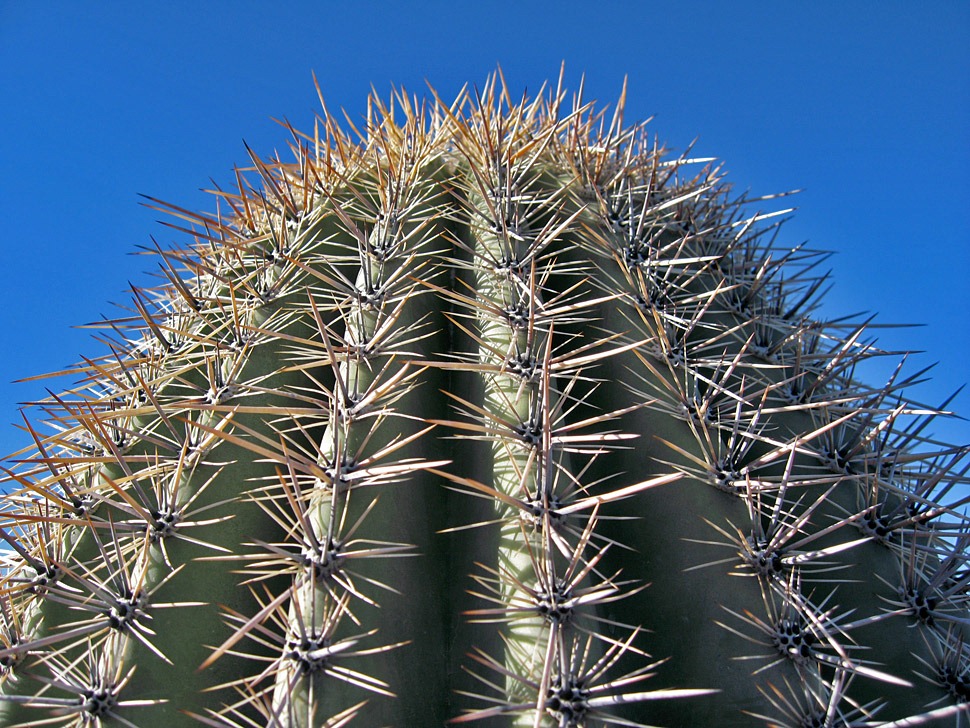 [071218_saguaro_closeup2[2].jpg]