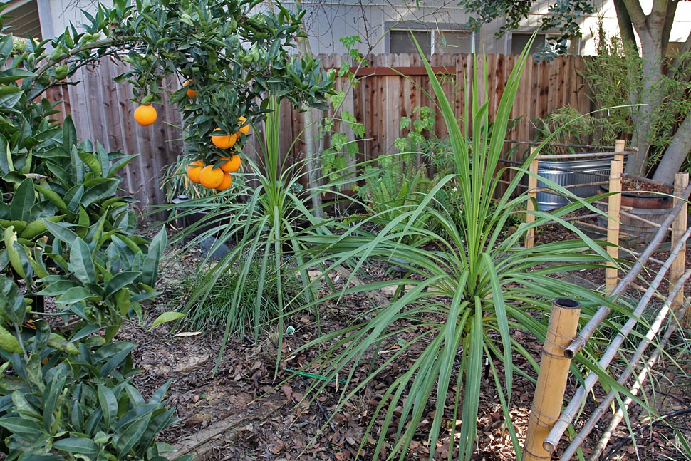 [110122_cordylines4[2].jpg]