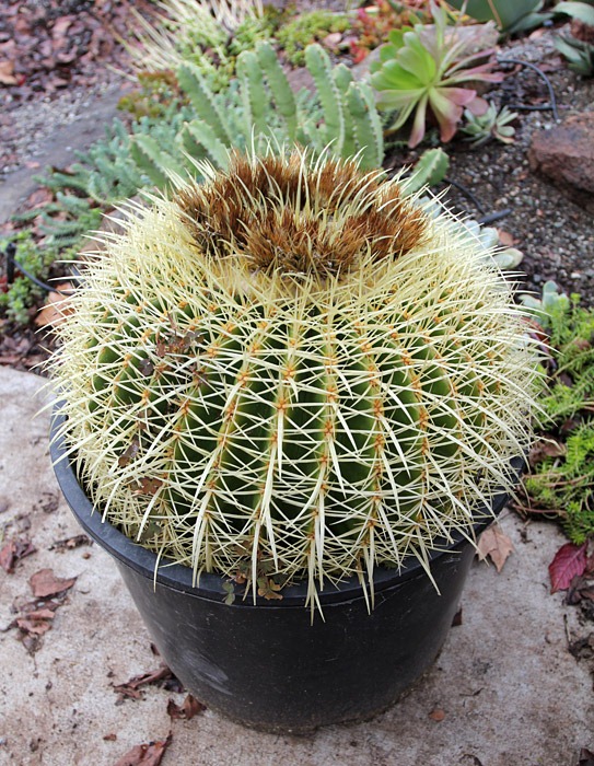 [110106_barrel_cactus_from_lowes[6].jpg]