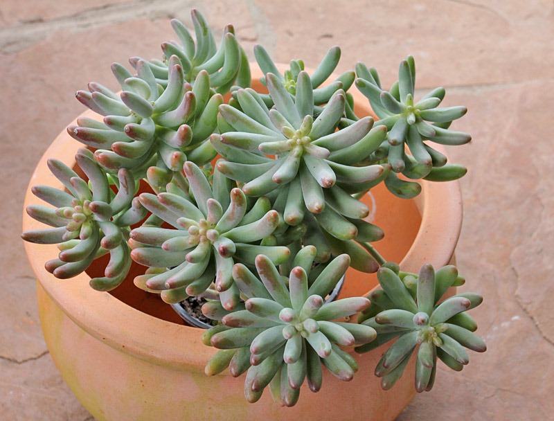 [110129_sedum-pachyphyllum_04[2].jpg]