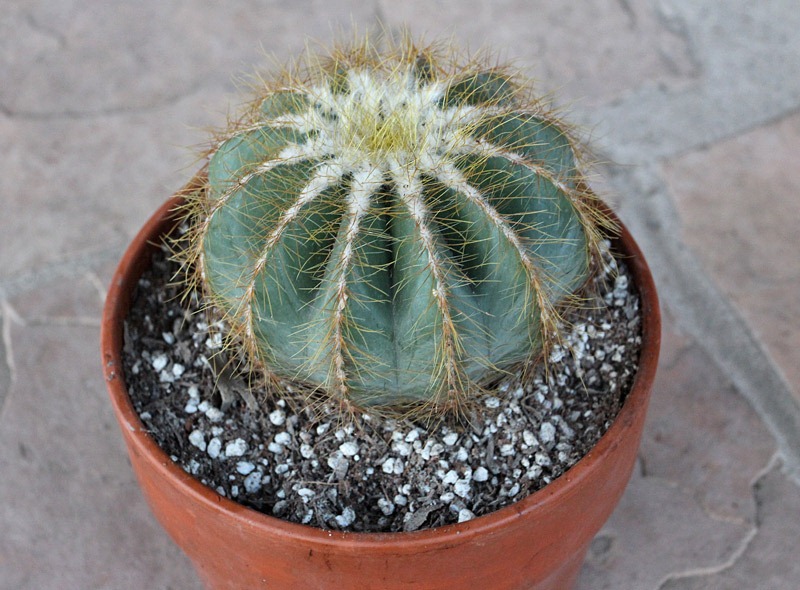 [Parodia-magnifica_05[6].jpg]