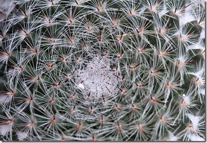 Mammillaria-hahniana_01