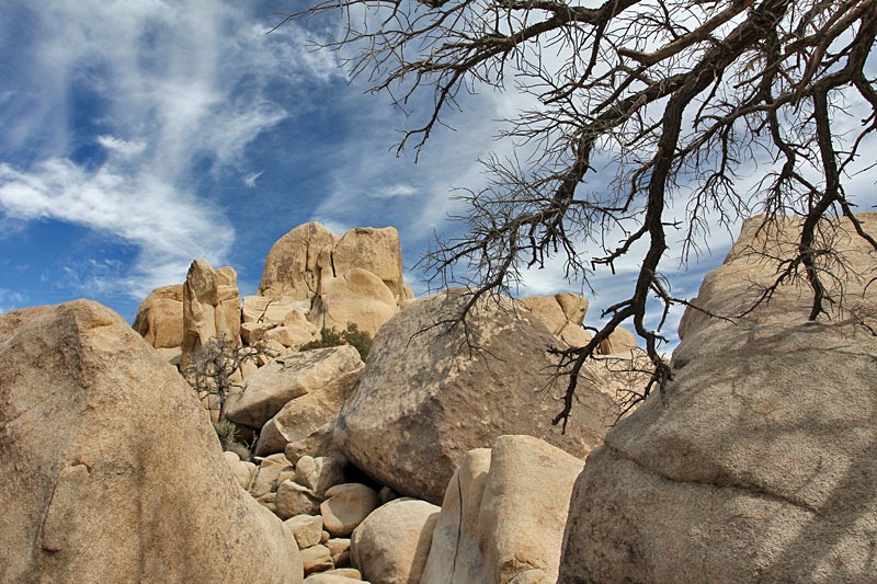 [110221_joshua_tree_np_rocks_tree_branch[2].jpg]