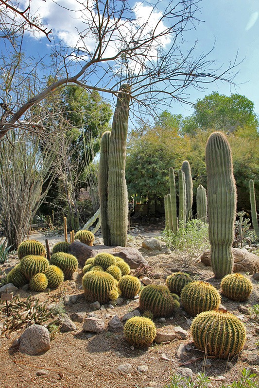 [110223_living_desert_cactus_garden[7].jpg]