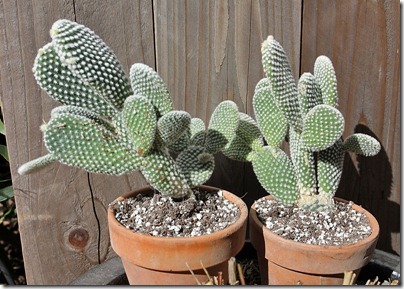 110227_opuntia_microdasys_albata_potted 110227_opuntia_microdasys_albata_potted