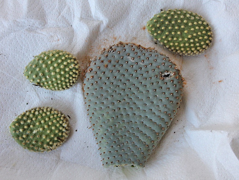 [110227_opuntia_pads2.jpg]