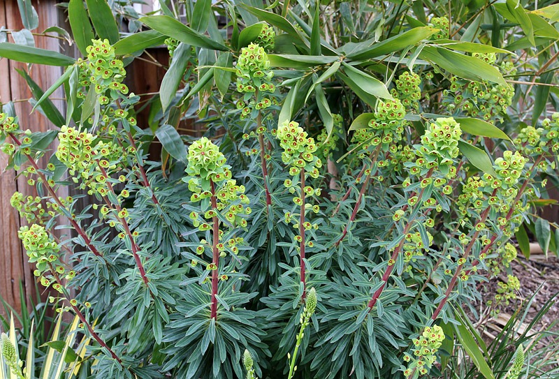 [Euphorbia-martini-Tiny-Tim_1[2].jpg]