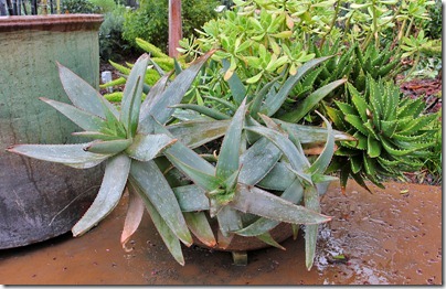 110306_ArboretumTerrace_potted_aloe