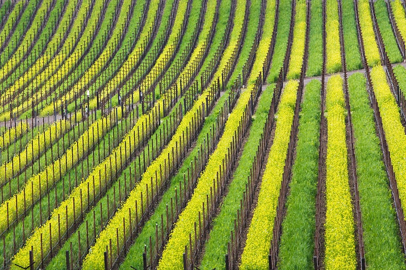 [100225_napa_spring_8257_sm[4].jpg]