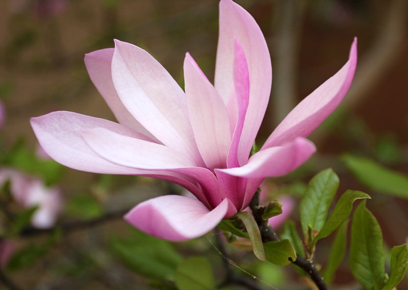 [110402_pink_magnolia[2].jpg]