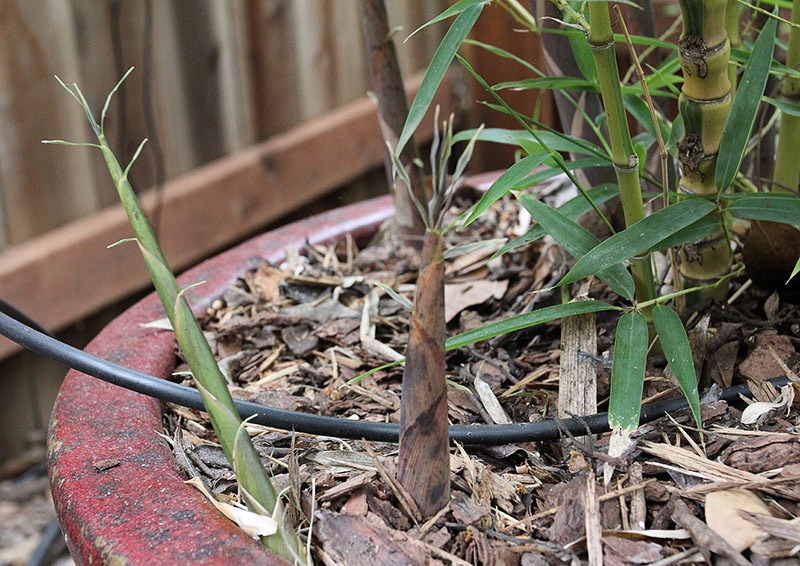 [110420_Phyllostachys_aurea_Koi_03[2].jpg]