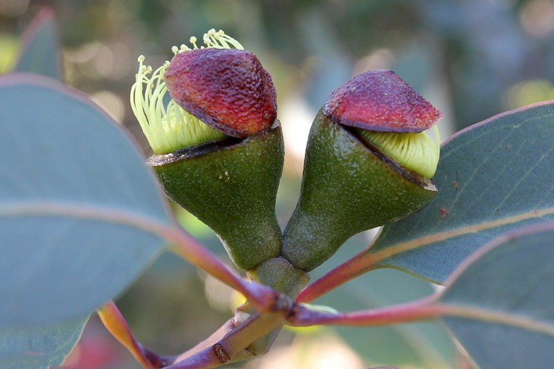[Eucalyptus-preissiana_09[2].jpg]