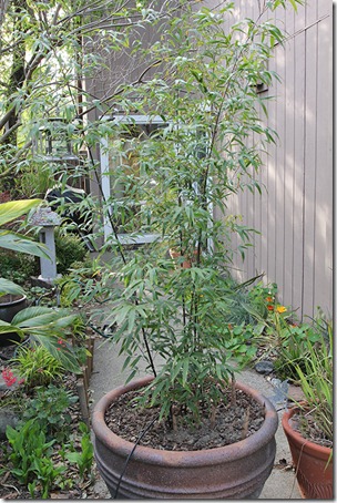 110412_Phyllostachys-nigra_02