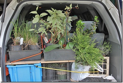 110423_plants_in_car