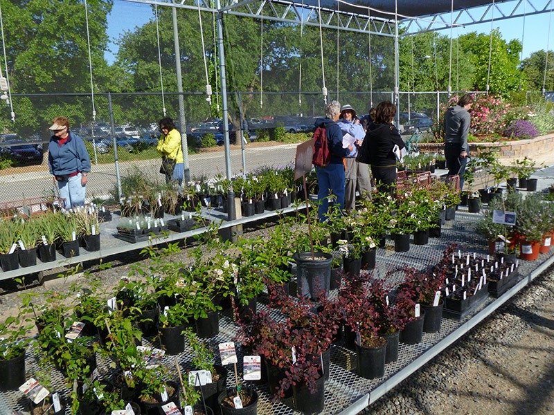 [110430_UCD_Arboretum_plant_sale_04[2].jpg]