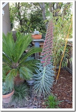 110506_Echium_wildpretii_02