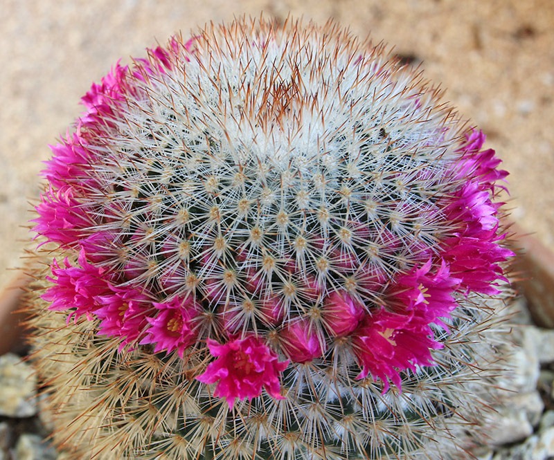 [110509_Mammillaria-spinosissima_02[1].jpg]