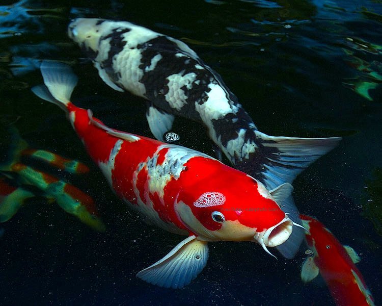 รูปภาพ ปลาคาร์พ ปลาสวยงาม รูปปลาคาร์พสวยๆส่งตรงจากบ่อ