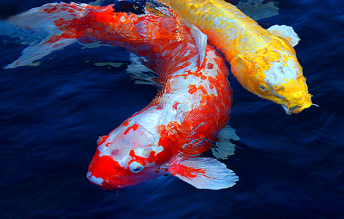 รูปภาพ ปลาคาร์พ ปลาสวยงาม รูปปลาคาร์พสวยๆส่งตรงจากบ่อ