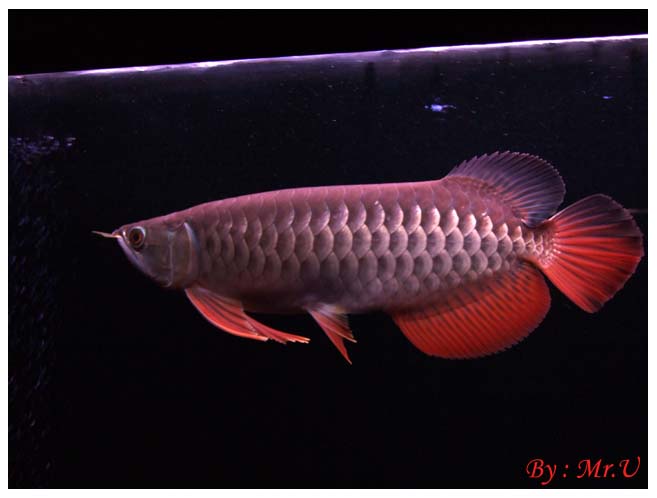 รูปภาพ ปลามังกร อโรวานา ใครขอบปลาสวยงาม ชนิดนี้มั่งเอ่ย