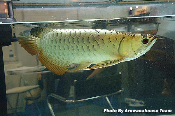 รูปภาพ ปลามังกร อโรวานา ใครขอบปลาสวยงาม ชนิดนี้มั่งเอ่ย
