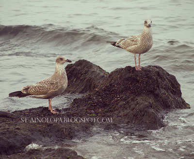Sopot