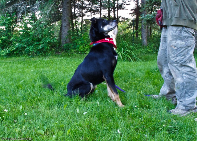 [July Dogs-2[2].jpg]