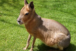 Another Mara at Fota, an island animal preserve in Southern Ireland