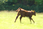 the same cow running away