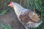 A chicken