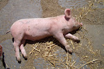 Piglet