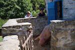 the Mommy Pig