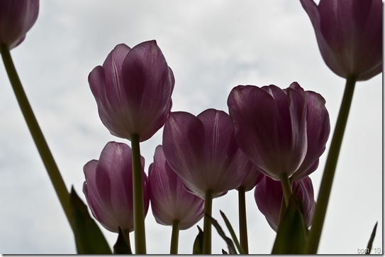 tulips-8