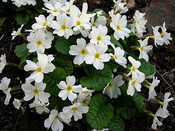 Primula pruhoniciana 'Schneewittchen' Primula pruhoniciana 'Schneewittchen'