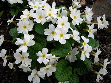 Primula pruhoniciana 'Schneewittchen'