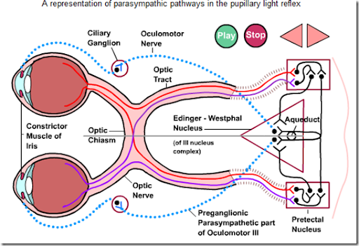 Cough+reflex+pathway