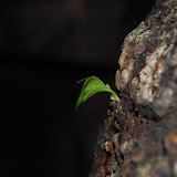 Chaturmasya-2010